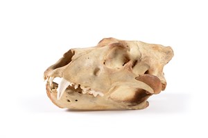 Image description is not available for 1997.1.16